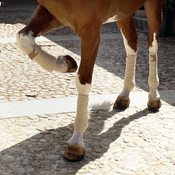 Vendas Polares para Caballo MARJOMAN - Imagen 2