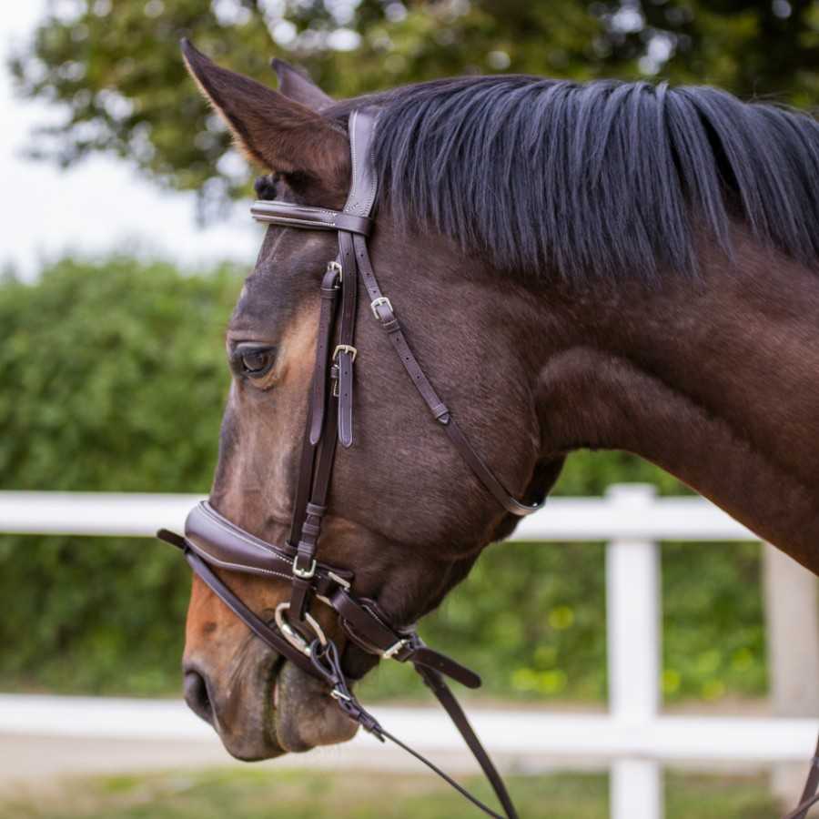 Cabezada para Filete Ergonómica con Muserola Acolchada - Imagen 2